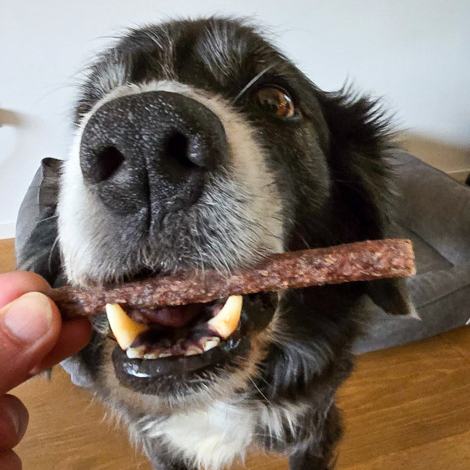 Hund frisst Dogvanture Ministicks Kausnack