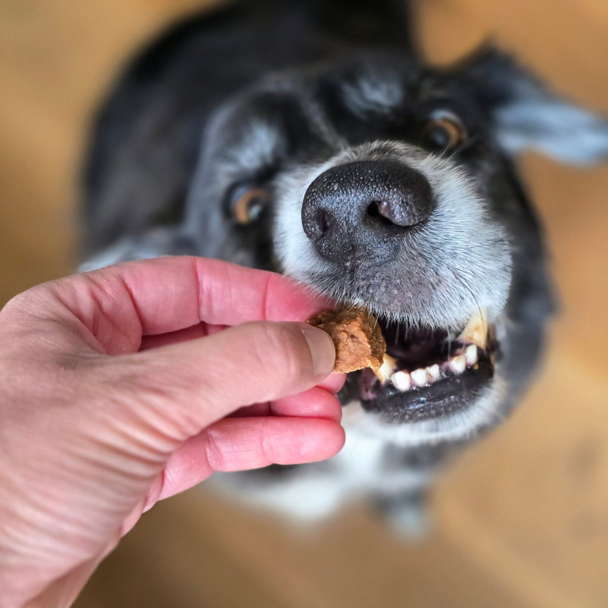 Elvis frisst ein großes Dogvanture Hundeleckerli als Würfel