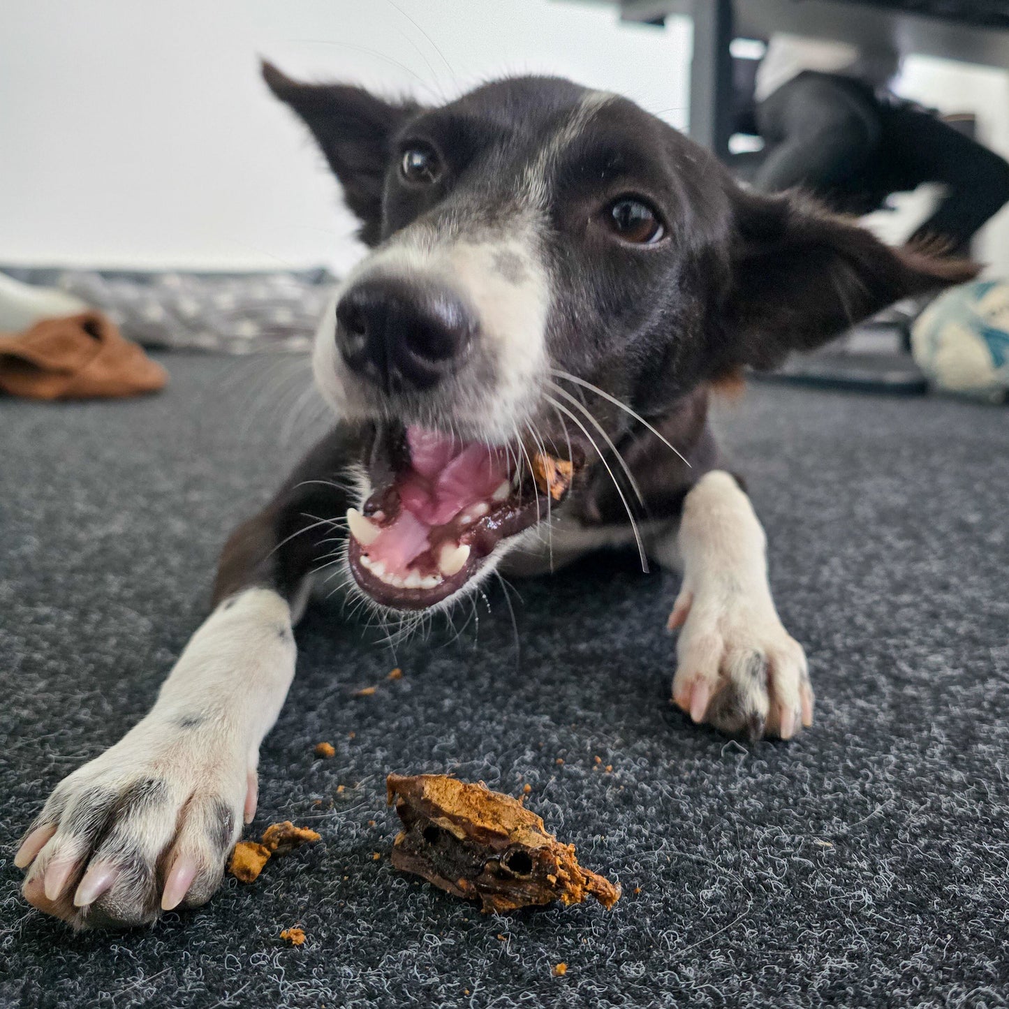 BUDDY CHEW - PURE LAMB LUNG 100%