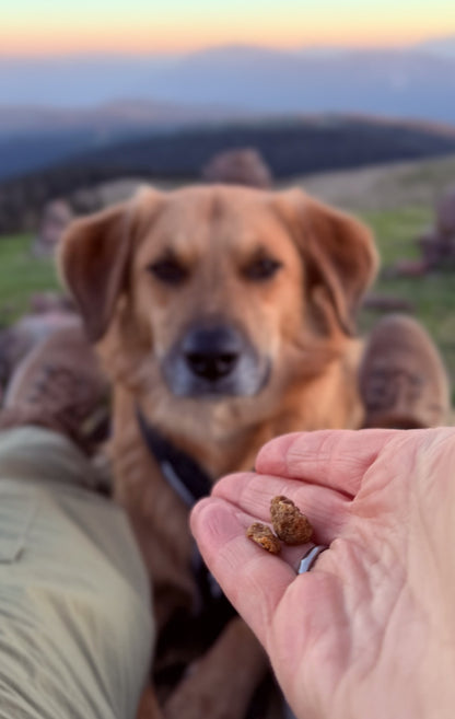 Pauli kurz bevor er Hundeleckerli Ente bekommt. Man sieht das Größenverhältnis der Dogvanture Mini und Soft Würfel.