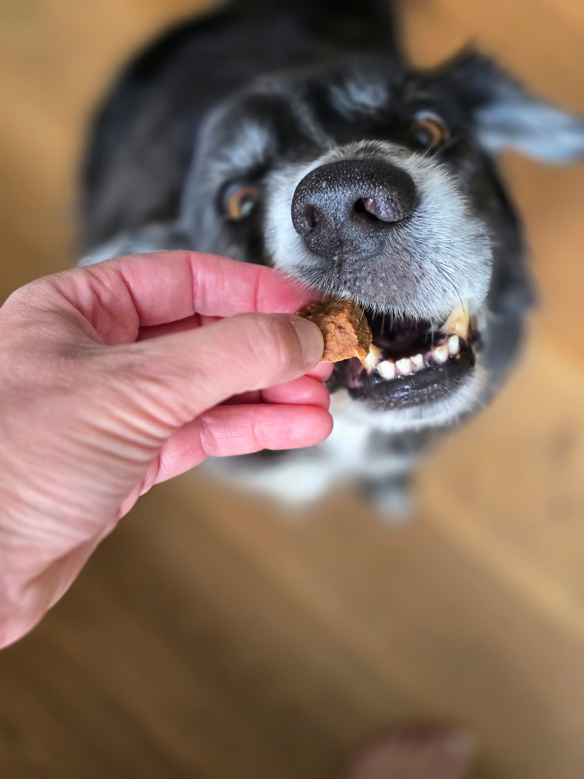 Elvis frisst ein Hundelckerli Maxi Würfel