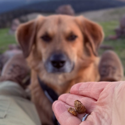 Hund vor kleinen Dogvanture Trainingswürfeln im Größenvergleich