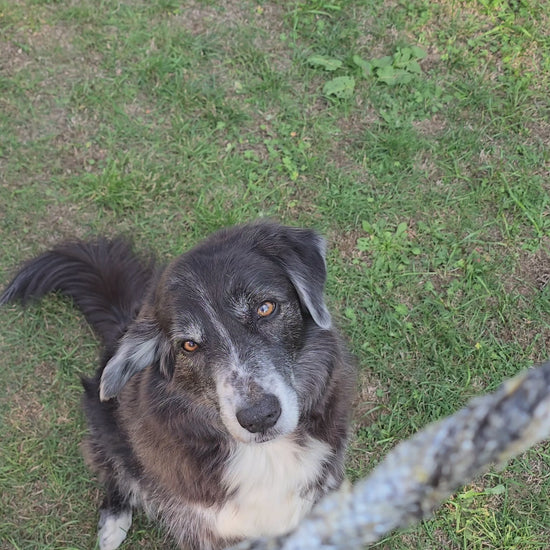 Dogvanture Lachshaut Sticks für Hunde im Video