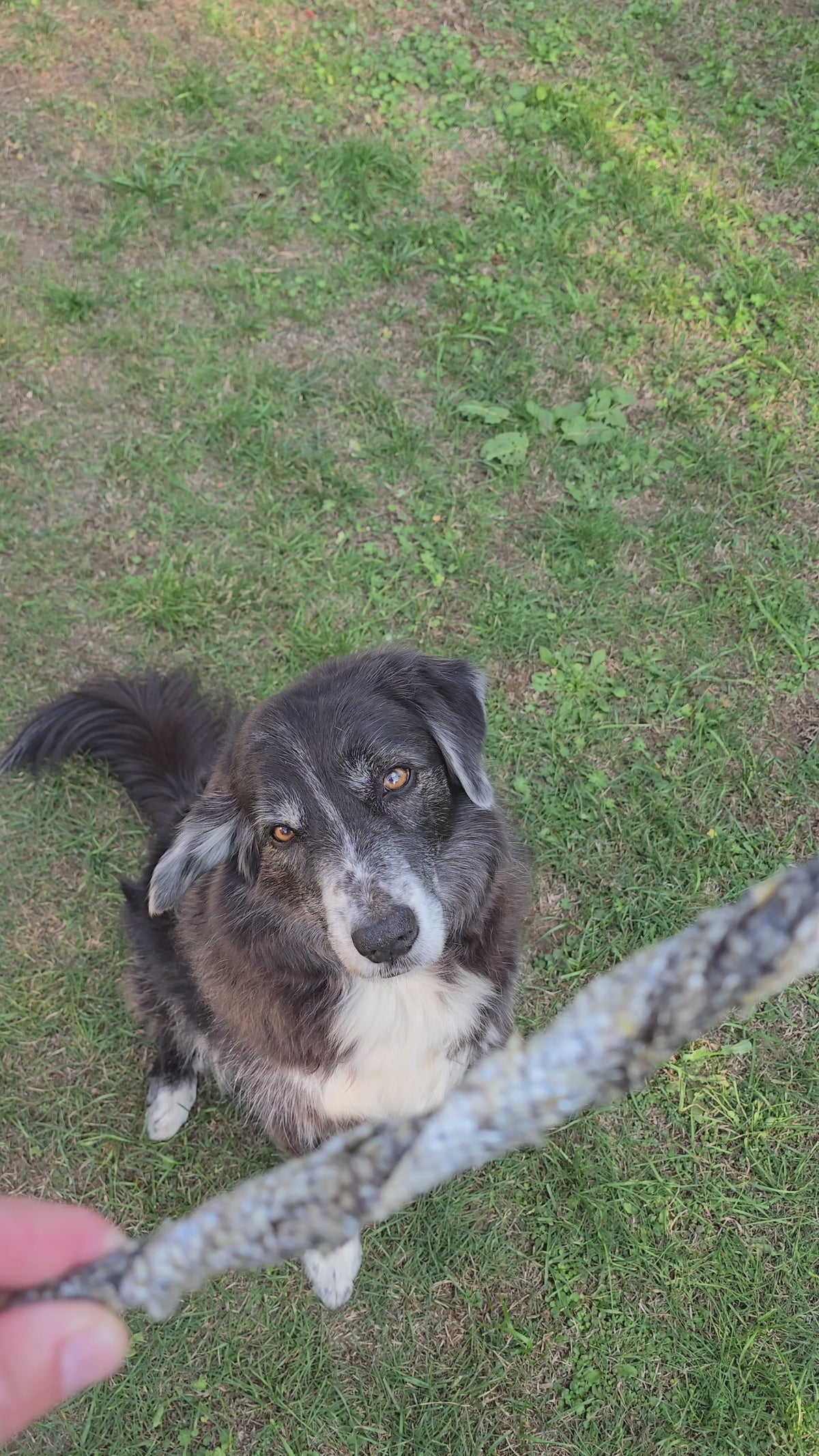 Dogvanture Lachshaut Sticks für Hunde im Video