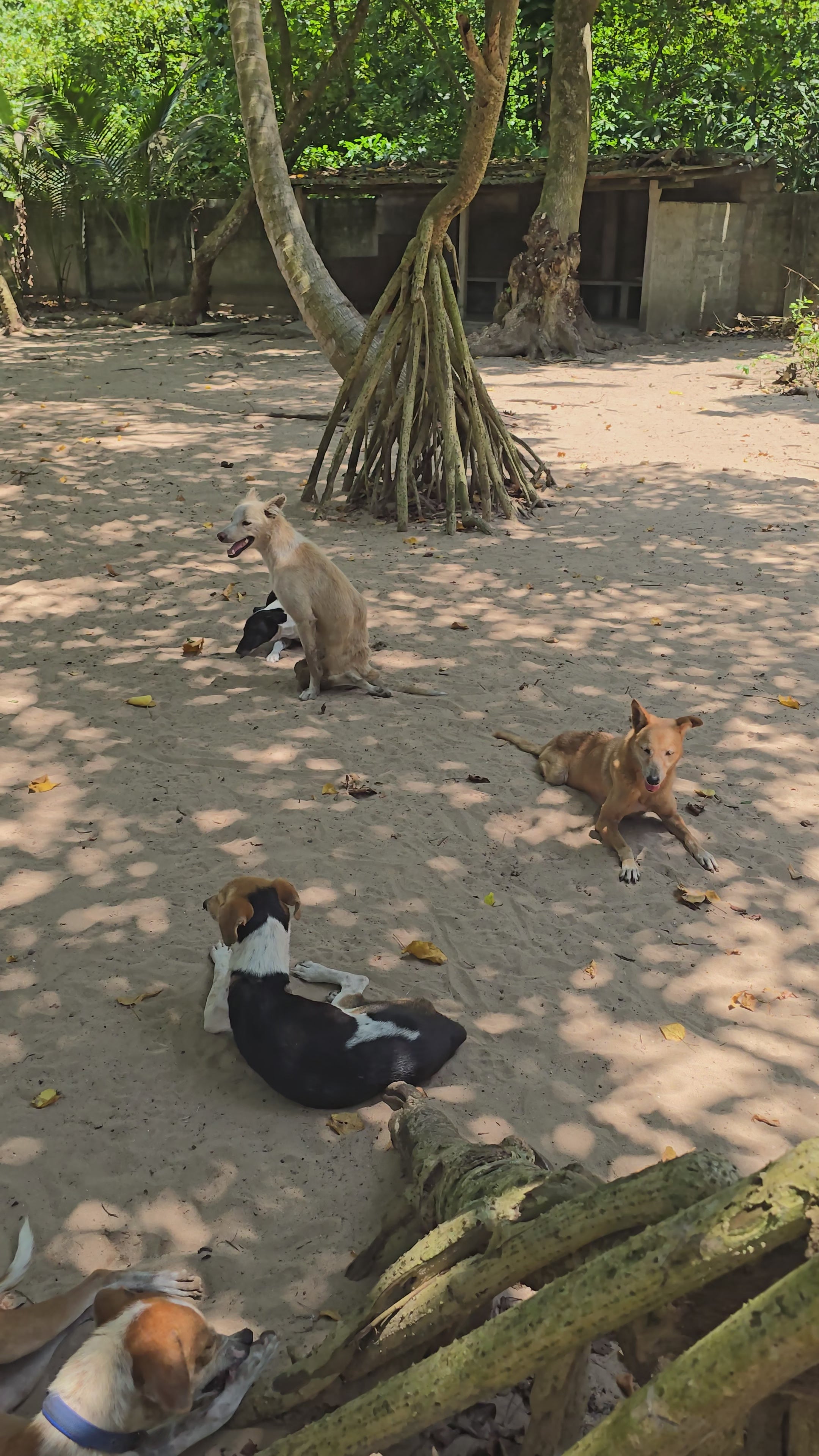Video laden: Hunde im Dog Passion Shelter am Strand von Bentota