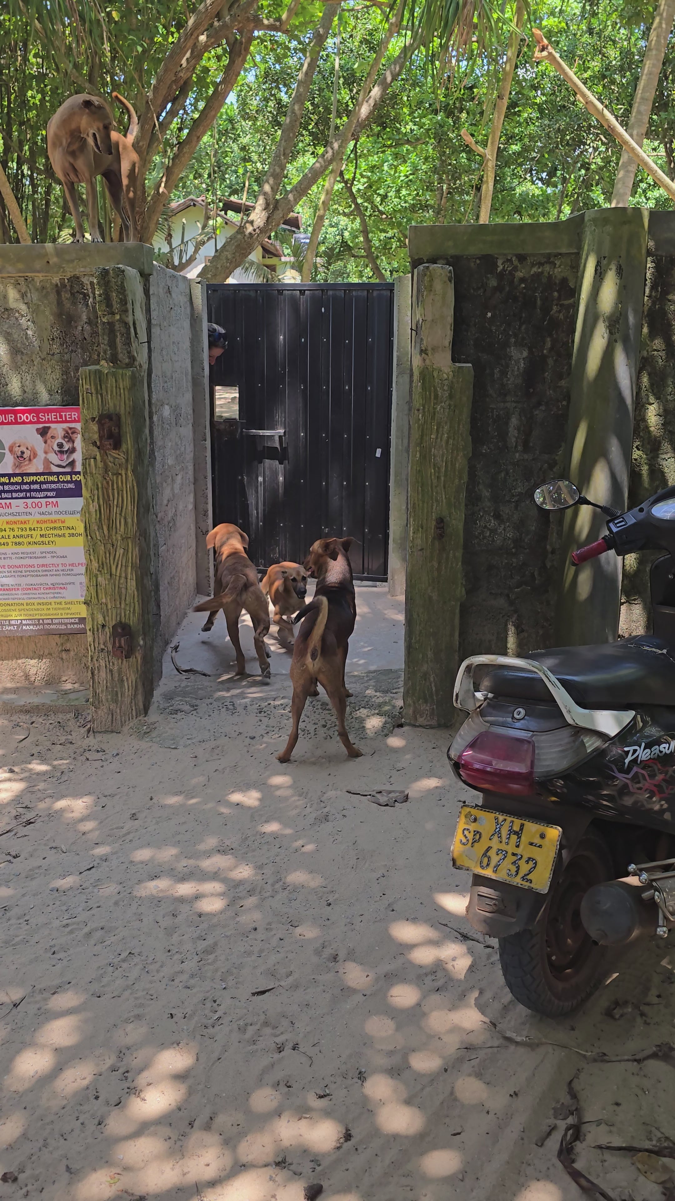 Video laden: Shelter am Bentota Beach von Dog Passion Sri Lanka