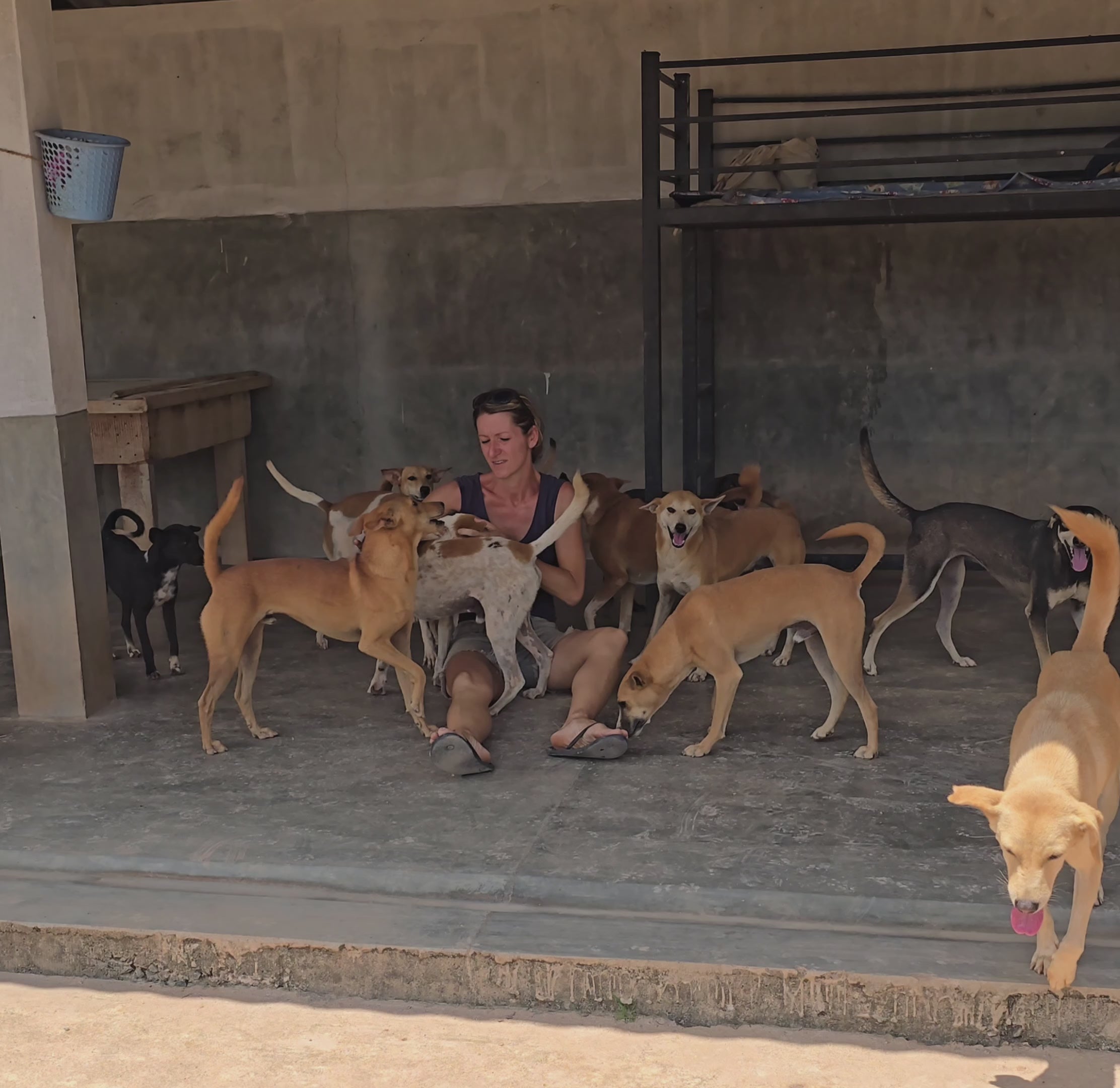 Video laden: Christina von Dog Passion Sri Lanka mit Hunden im Kalawila Shelter.